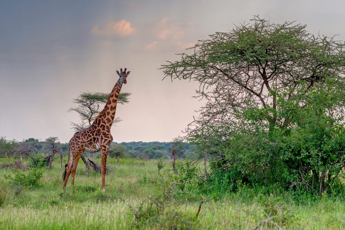 Giraffe at Sunset in Arusha National Park