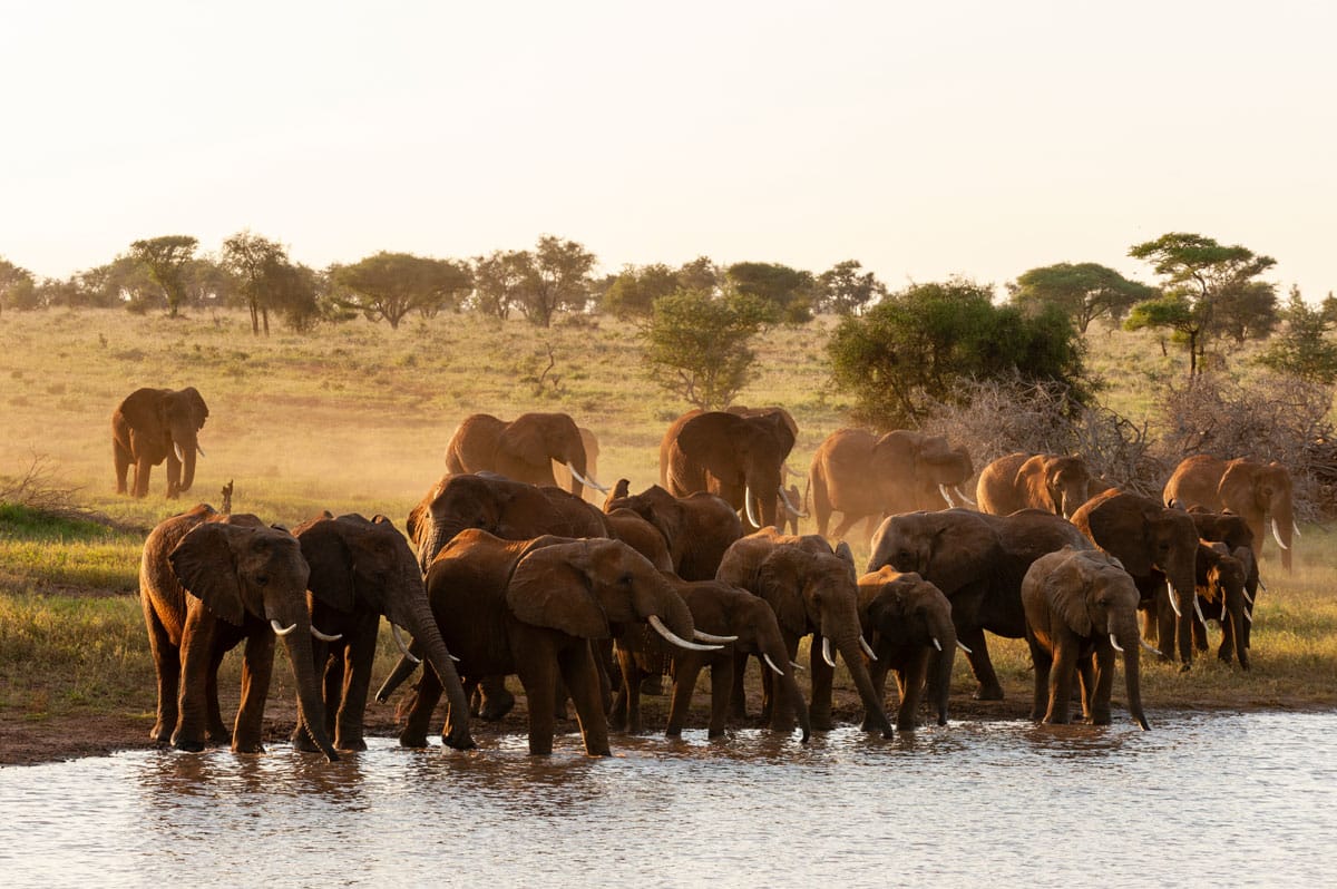 Elephant Herd Quenching Thirst at Tarangire River in Tarangire National Park